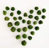 Plant - Marimo Moss Balls