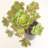 Plant - Aeonium Haworthii x Urbicum