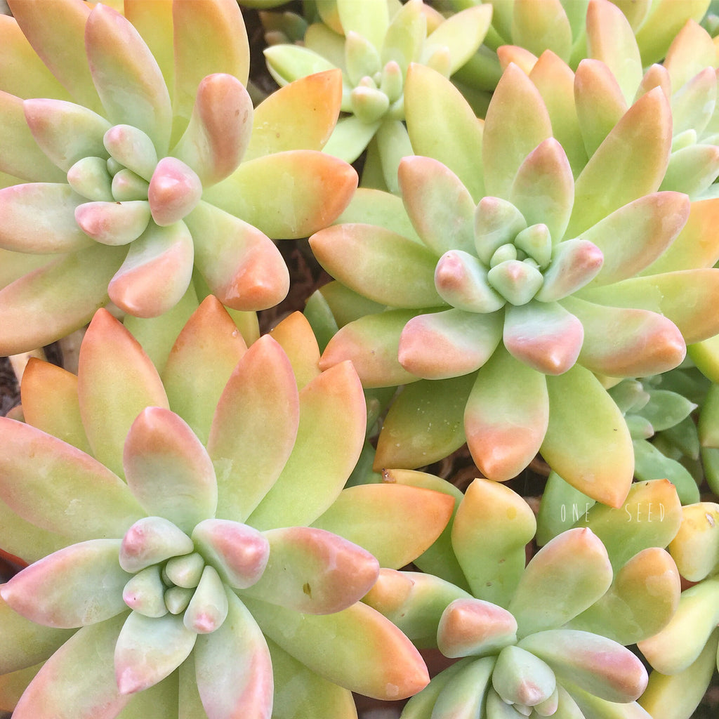 Plant - Sedeveria Starburst