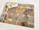 Assorted Succulent Cuttings (Rosette) Gift Box