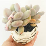 Collector's Succulent Plant Stoneware Pot