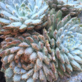Plant - Echeveria Setosa var. Deminuta
