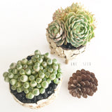 Collector's Succulent Plant Stoneware Pot