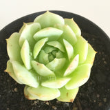 Plant - Echeveria Captain Hay