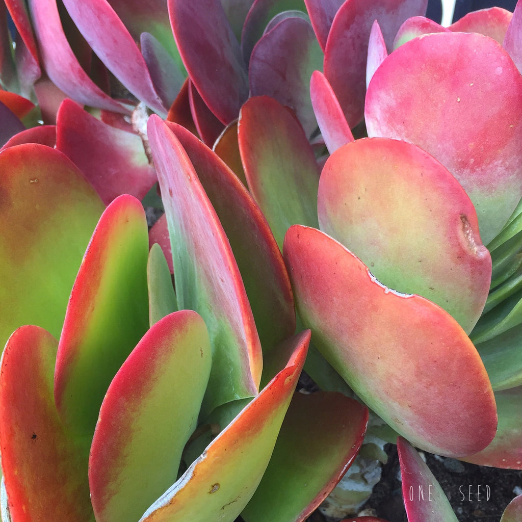Plant - Kalanchoe Thyrsiflora (Flap Jacks)