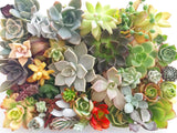 Assorted Succulicious Starter Pack - Soul Made Boutique