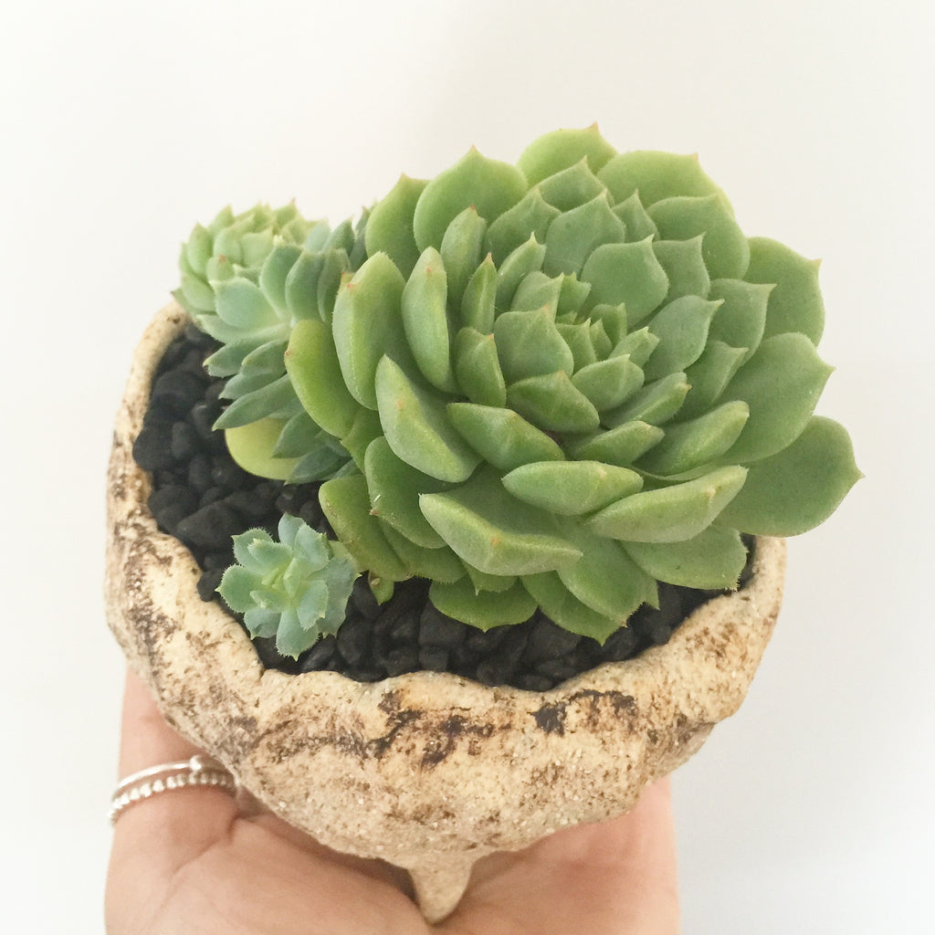Collector's Succulent Plant Stoneware Pot