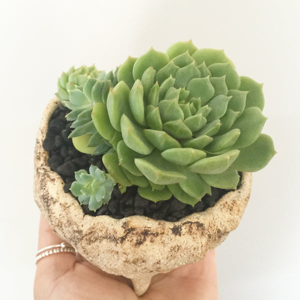 Collector's Succulent Plant Stoneware Pot