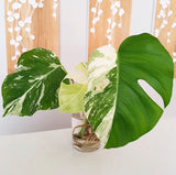 Plant - Variegated Monstera Deliciosa Plant
