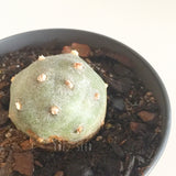 Plant - Unknown