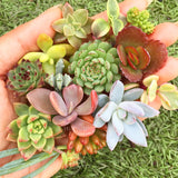 Assorted Succulent Cuttings (Miniatures) - Soul Made Boutique