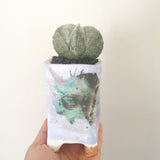 Collector's Succulent Plant Handmade Watercolour Pot