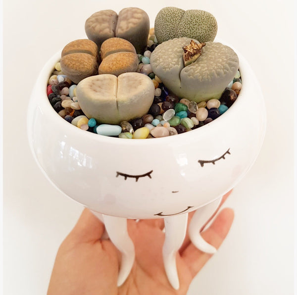 Assorted Lithop Garden Octopus Pot - Poppy