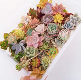 Assorted Succulent Cuttings (Regular)