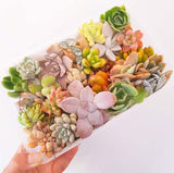 Assorted Succulent Cuttings (Regular)