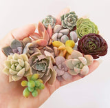 Assorted Succulent Cuttings (Regular)