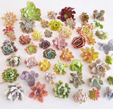 Assorted Succulent Cuttings (Regular)