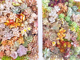 Assorted Succulent Cuttings (Regular)