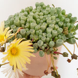 Plant - Fernestraria Rhopalophyll (Baby Toes)