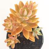 Plant - Sedeveria Pat's Pink
