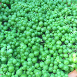 Plant - Senecio Rowleyanus  (String of Pearls)