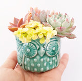 Assorted Succulent Garden Owl Pot