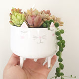 Assorted Succulent Garden Kitty Pot - Soul Made Boutique