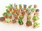 Assorted Succulent Cuttings (Miniatures) with Pots - Soul Made Boutique