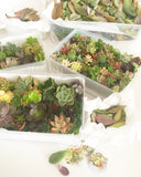 Assorted Succulent Cuttings (Miniatures) Kit - Soul Made Boutique