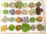 Assorted Succulent Cuttings (Rosette) Gift Box - Soul Made Boutique