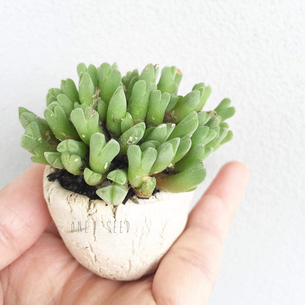 Collector's Succulent Plant Stoneware Pot