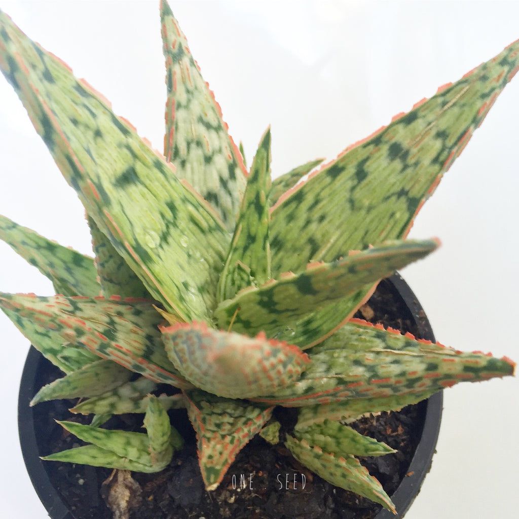 Plant - Aloe Earth