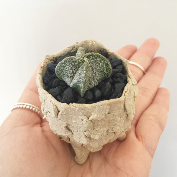 Collector's Succulent Plant Stoneware Pot