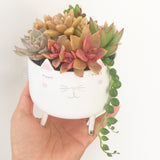 Assorted Succulent Garden Kitty Pot - Soul Made Boutique