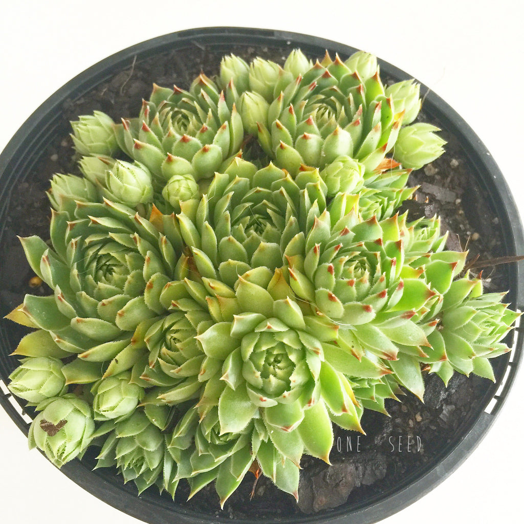 Plant - Sempervivum Silver Song