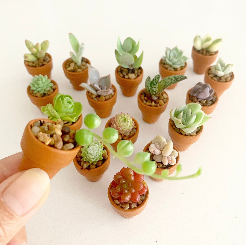 Assorted Succulent Cuttings (Miniatures) with Pots