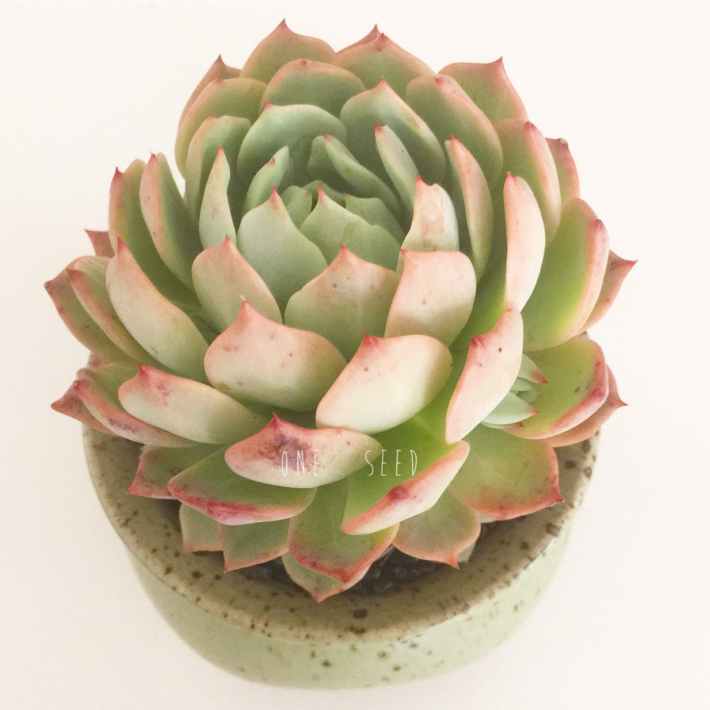Collector's Succulent Plant Speckled Footed Pot - Soul Made Boutique