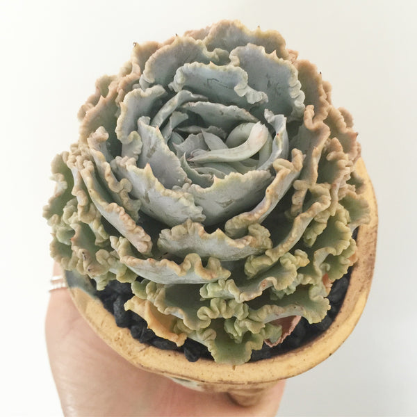 Collector's Succulent Plant Handmade Watercolour Pot