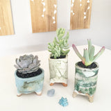 Collector's Succulent Plant Marble Speckled Pot