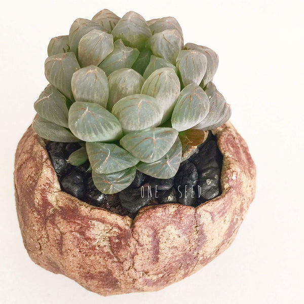 Collector's Succulent Plant Stoneware Pot - Soul Made Boutique