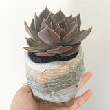 Collector's Succulent Plant Handmade Watercolour Pot