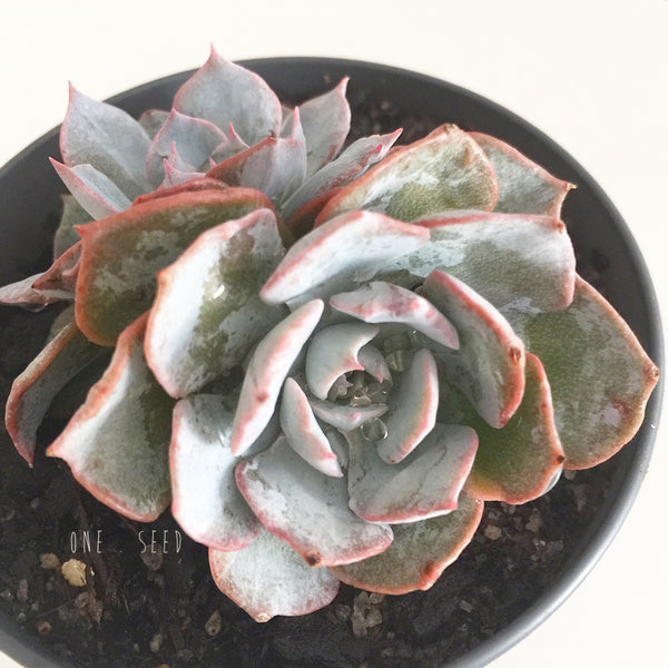 Plant - Echeveria Morning Light Monstrose