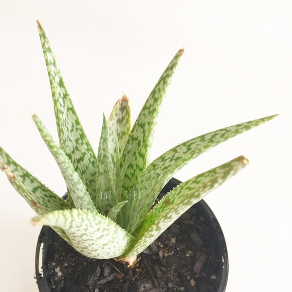 Plant - Aloe Peacockii