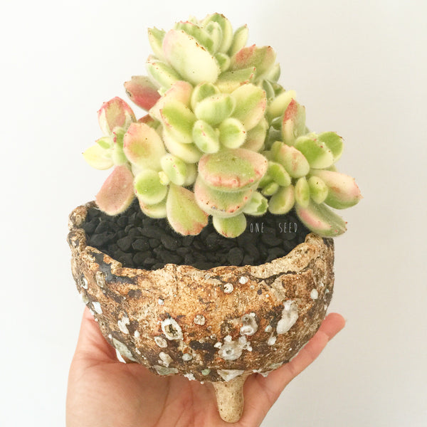 Collector's Succulent Plant Stoneware Pot