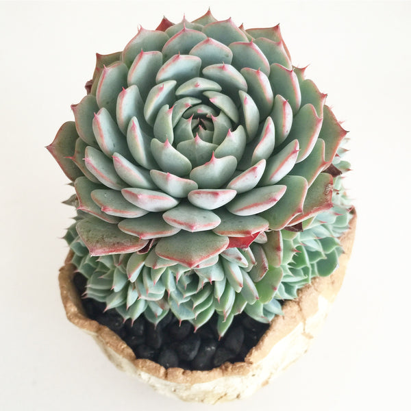 Collector's Succulent Plant Stoneware Pot