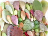 Assorted Succulent Leaves - Soul Made Boutique