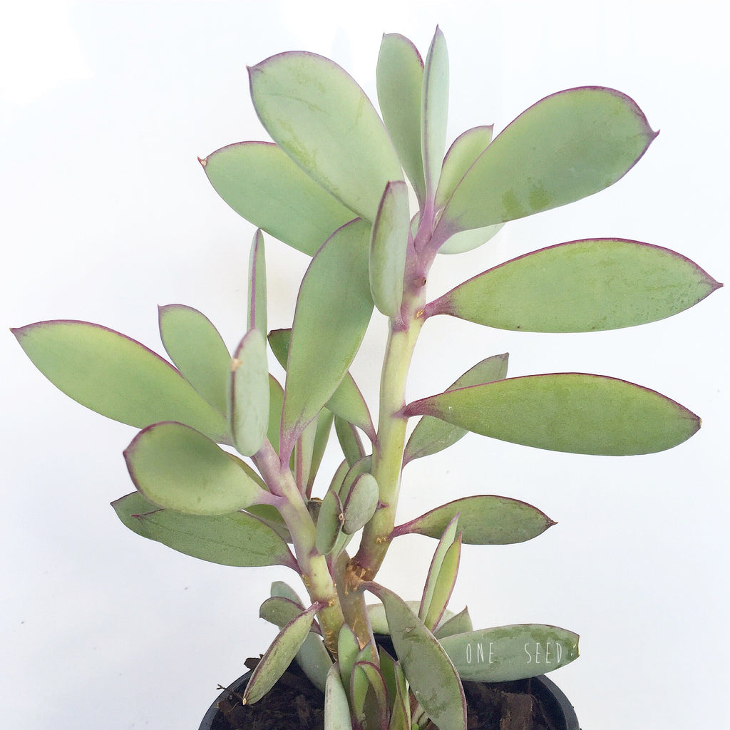 Plant - Senecio Crassissimus