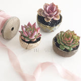 Collector's Succulent Plant Handmade Watercolour Pot