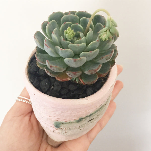 Collector's Succulent Plant Handmade Watercolour Pot