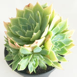 Plant - Echeveria Glauca